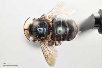 Media type: image;   Entomology 810605 Aspect: habitus dorsal view